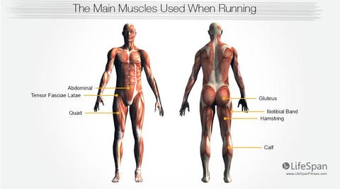 Elliptical Vs Treadmill Muscles Used